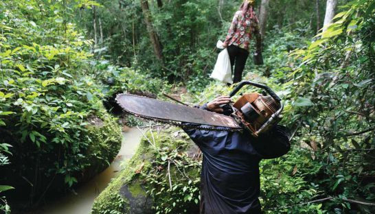 Thái Lan bắt giữ 33 người Campuchia khai thác gỗ trái phép ảnh 1