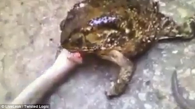 [Video] Con cóc gây sửng sốt khi cắn đầu chú rắn dài gần 1m ảnh 1