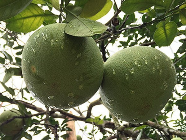 Phú Thọ: Liên tiếp xảy vụ đào trộm giống bưởi đặc sản Đoan Hùng ảnh 1