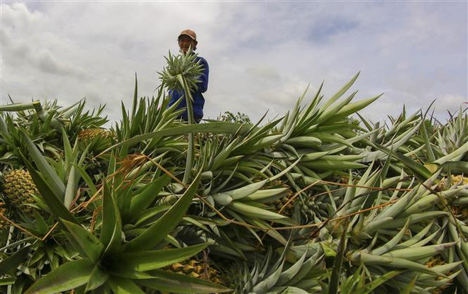 Thúc đẩy sản xuất, lưu thông, tiêu thụ và xuất khẩu nông sản ảnh 1