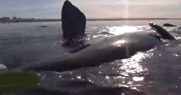 Suýt bị nhấn chìm vì cố chèo thuyền vào gần cá voi khổng lồ ảnh 1