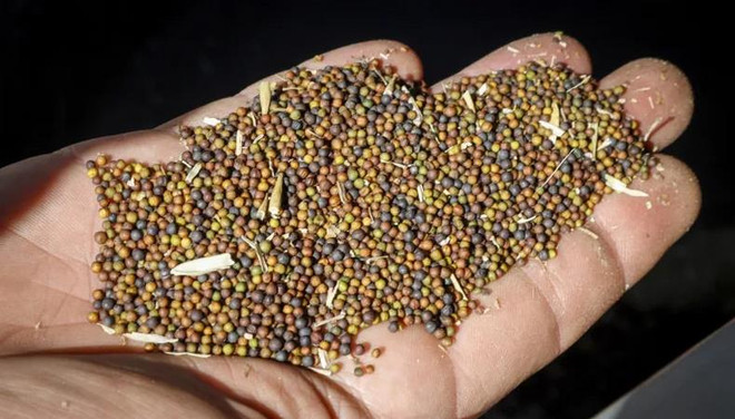 Canada mong sớm khôi phục xuất khẩu hạt cải dầu với Trung Quốc ảnh 1