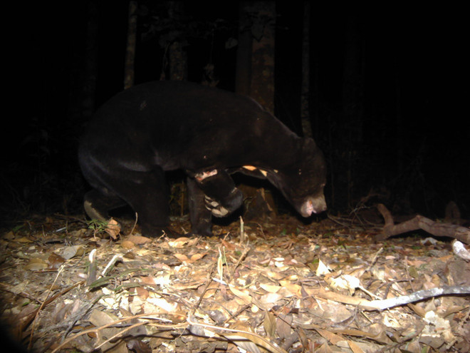 Phát hiện nhiều giống thú hiếm tại Vườn Quốc gia Bidoup-Núi Bà ảnh 2