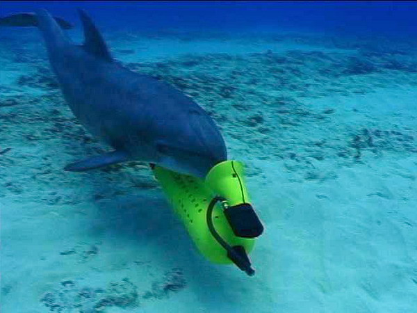 Lầu Năm Góc đưa cá heo chiến đấu đến tập ở Biển Đen ảnh 1