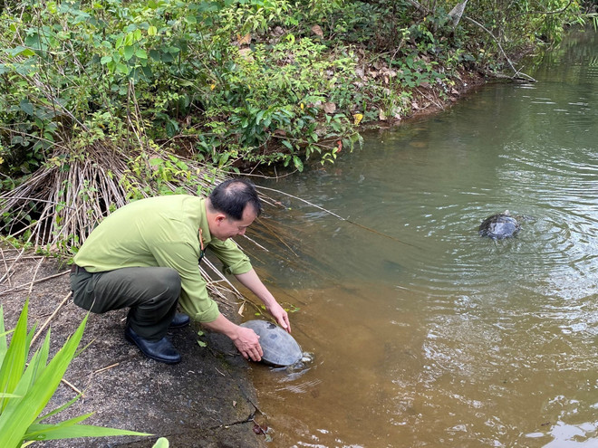 Thả 112 động vật hoang dã quý hiếm về Vườn Quốc gia Bù Gia Mập ảnh 1