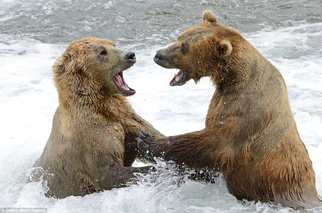 Cận cảnh màn tỉ thí tranh giành "địa bàn" của hai chú gấu nâu ảnh 3
