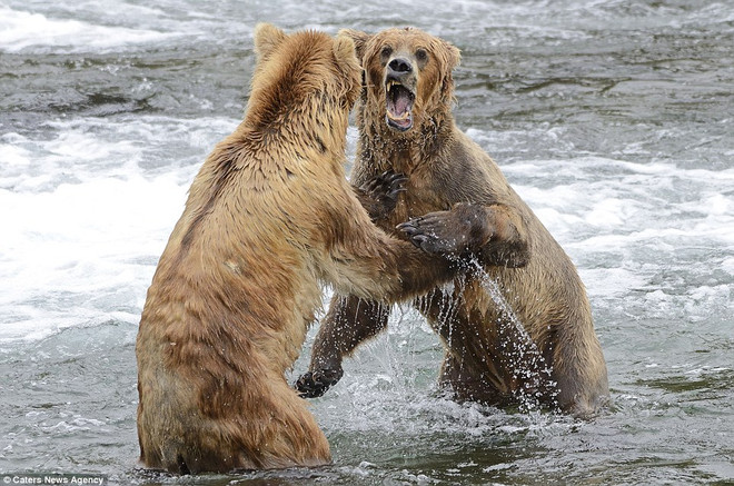 Cận cảnh màn tỉ thí tranh giành "địa bàn" của hai chú gấu nâu ảnh 2