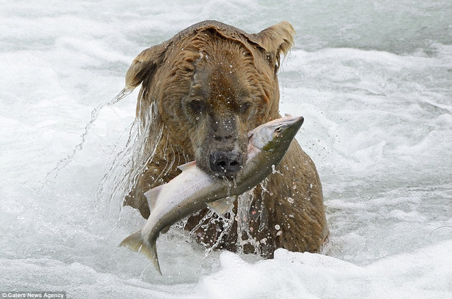 Cận cảnh màn tỉ thí tranh giành "địa bàn" của hai chú gấu nâu ảnh 5