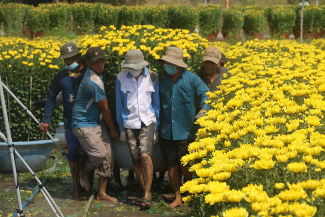 Bà Rịa-Vũng Tàu: Hoa Tết tại vườn tiêu thụ nhanh, giá tăng nhẹ ảnh 1