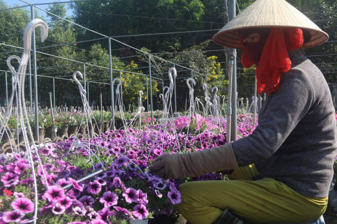 Bà Rịa-Vũng Tàu: Hoa Tết tại vườn tiêu thụ nhanh, giá tăng nhẹ ảnh 2