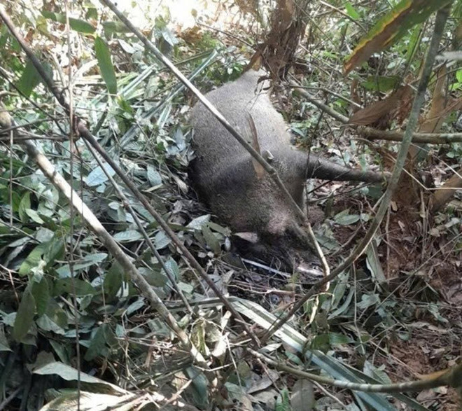 TTXVN_0912 lon rung Pu Mat chet 2.jpg