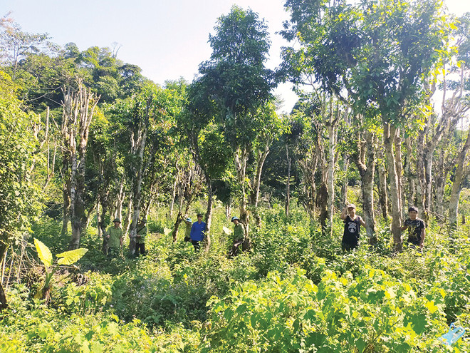 Phú Thọ: Bảo tồn giống chè Shan tuyết cổ thụ ở Vườn quốc gia Xuân Sơn ảnh 1