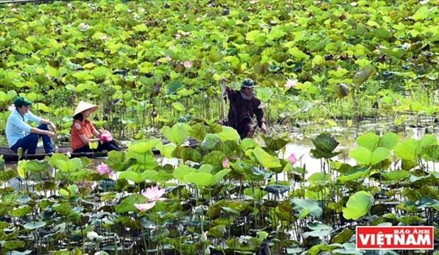 Du lịch trải nghiệm góp phần quảng bá hình ảnh Đất Sen Hồng ảnh 1