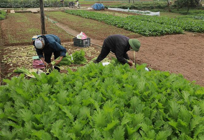 Dự báo rau xanh khan hiếm, giá cao từ nay tới Tết Nguyên đán 2023 ảnh 1