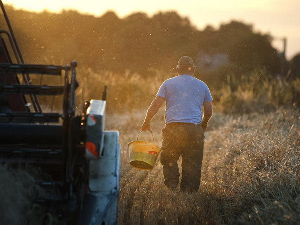 Lần đầu tiên giải mã thành công cấu trúc bộ gene lúa mỳ ảnh 1