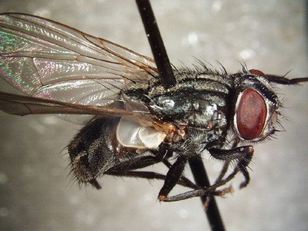 Dùng ruồi biến rác thải thành thức ăn cho vật nuôi ảnh 1