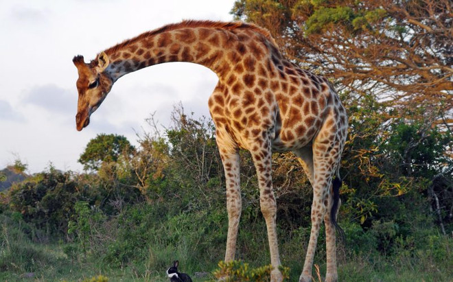 Ngỡ ngàng cảnh hươu cao cổ to lớn cố gắng làm quen với thỏ ảnh 2