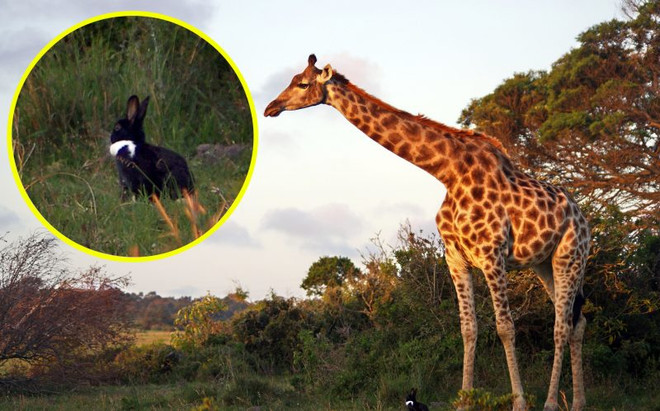 Ngỡ ngàng cảnh hươu cao cổ to lớn cố gắng làm quen với thỏ ảnh 1