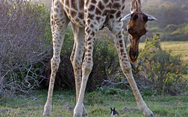 Ngỡ ngàng cảnh hươu cao cổ to lớn cố gắng làm quen với thỏ ảnh 3