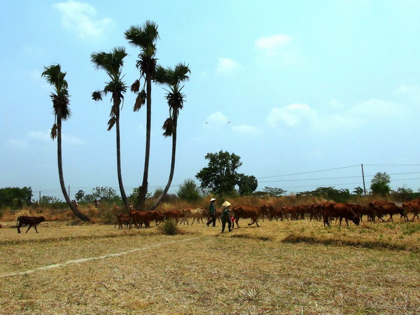 Bắc Bộ và Trung Bộ sẽ đón 2-3 đợt nắng nóng trong tháng Sáu ảnh 1