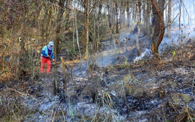 Sơn La khống chế được đám cháy ở khu rừng Suối Tọ và Làng Sáng ảnh 1