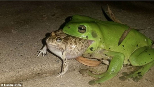 Sửng sốt cảnh con ếch xanh cố gắng ăn thịt chú cóc mía ảnh 1