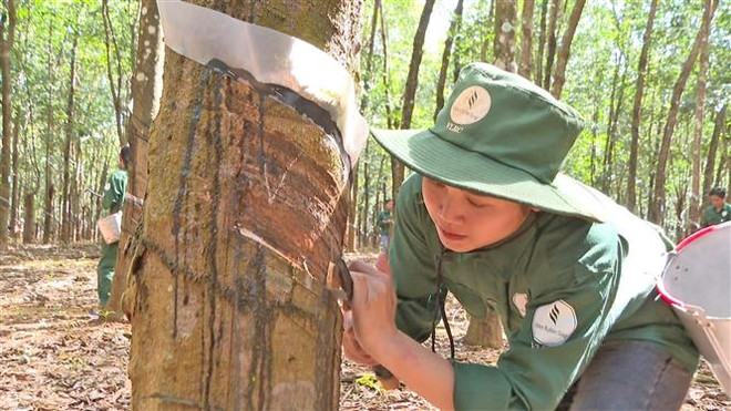 Công nhân Công ty cao su Việt Lào tại tỉnh Attapeu cạo mủ cao su. (Ảnh: Đỗ Bá Thành/TTXVN) Lào và Việt Nam ký kết MOU nâng cao chất lượng cao su xuất khẩu ảnh 1