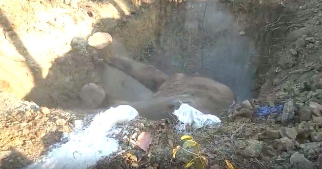 Đắk Lắk: Một cá thể voi nhà chết sau gần một tháng được cứu hộ ảnh 1