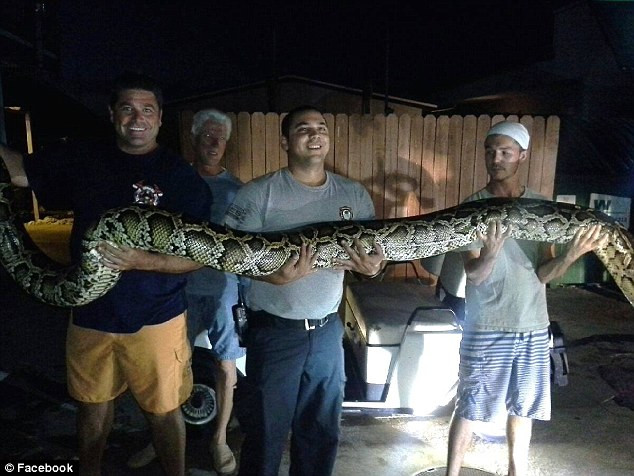 Con trăn khổng lồ bỗng nhiên xuất hiện trong văn phòng làm việc ảnh 1