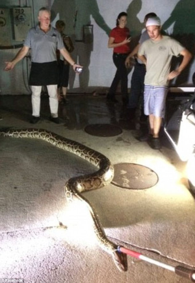 Con trăn khổng lồ bỗng nhiên xuất hiện trong văn phòng làm việc ảnh 2