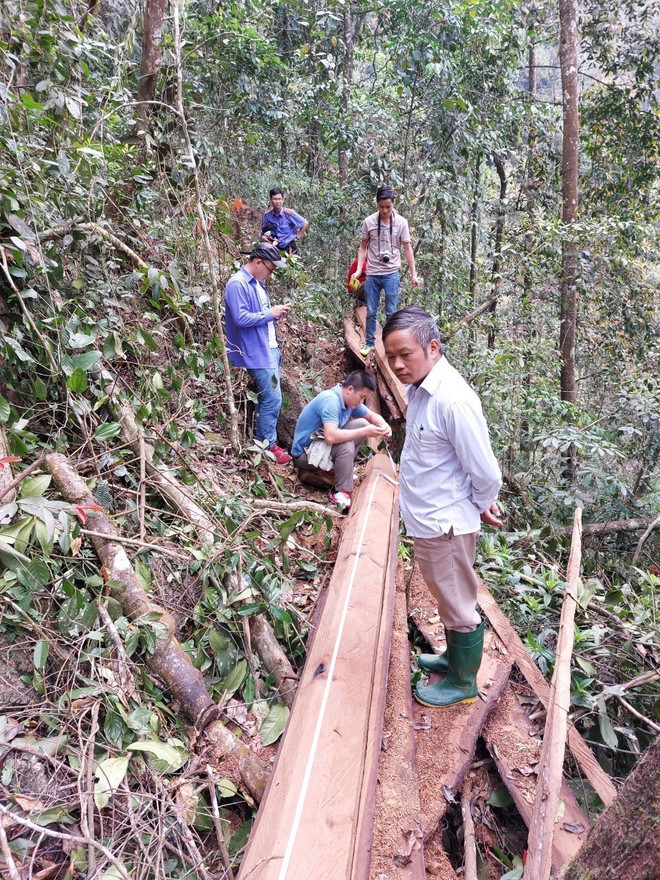 Tuyên Quang: Điều tra, làm rõ vụ phá rừng đặc dụng Cham Chu ảnh 2