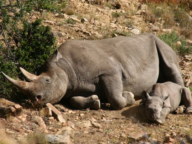 Hội thảo đa phương về chống buôn bán động vật hoang dã trái phép ảnh 1
