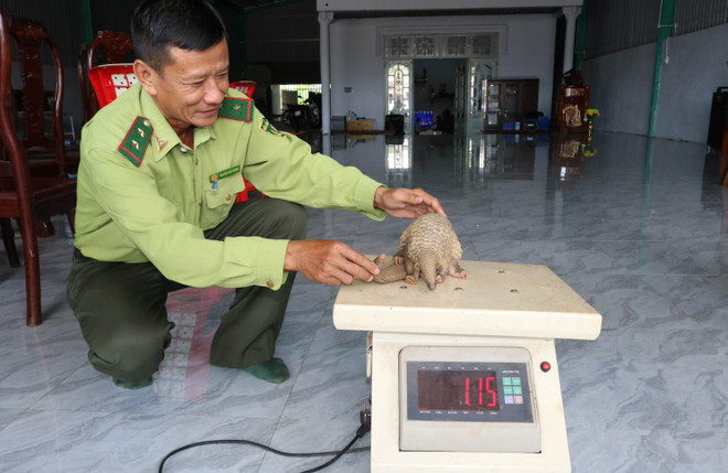 Bình Phước: Một học sinh bắt được tê tê và bàn giao cho Hạt Kiểm lâm ảnh 2