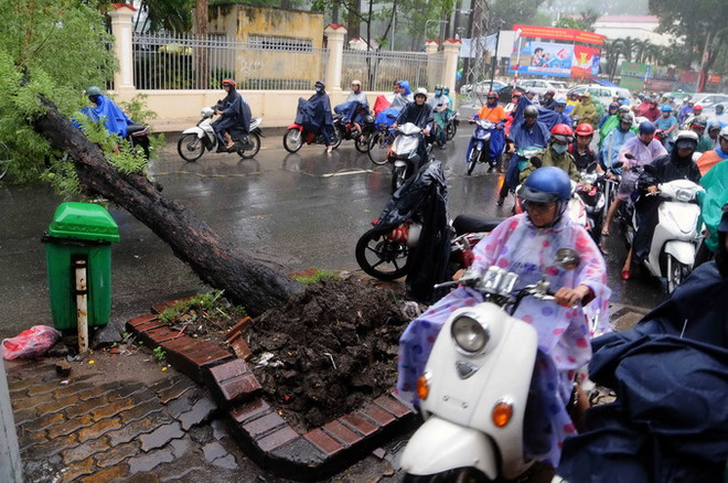 TPHCM: Mưa lớn, cây xanh đổ hàng loạt làm nhiều người bị thương ảnh 4