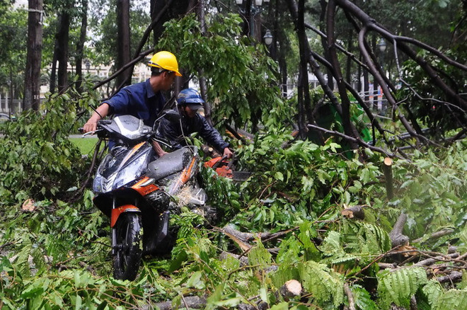 TPHCM: Mưa lớn, cây xanh đổ hàng loạt làm nhiều người bị thương ảnh 1