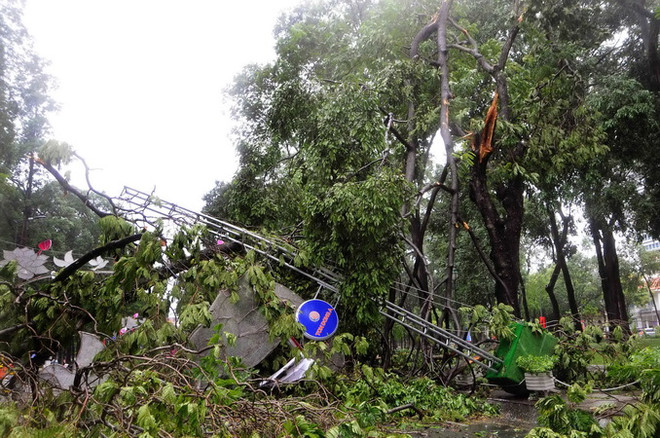 TPHCM: Mưa lớn, cây xanh đổ hàng loạt làm nhiều người bị thương ảnh 5