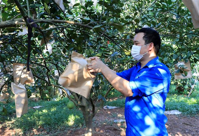 Đã giải ngân 141 tỷ đồng cho vay trả lương phục hồi sản xuất ảnh 1