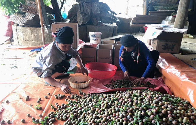 Người dân phân loại mận hậu. Ảnh minh họa. (Nguồn: TTXVN) Sơn La: Giá mận tam hoa đầu mùa ổn định, người trồng phấn khởi ảnh 1