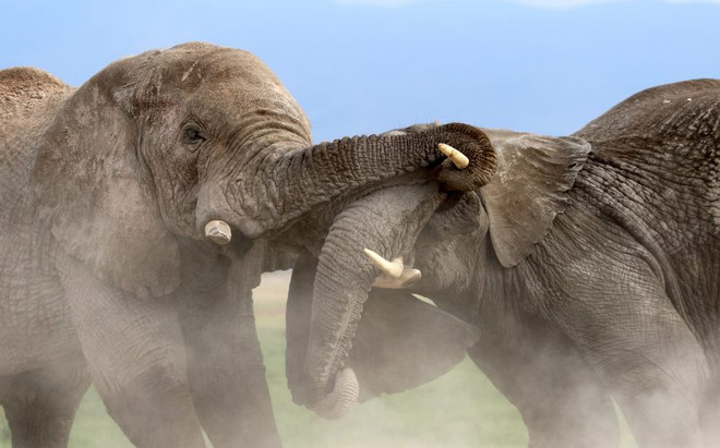 Màn tỉ thí tranh giành lãnh thổ đầy quyết liệt của hai con voi ảnh 4