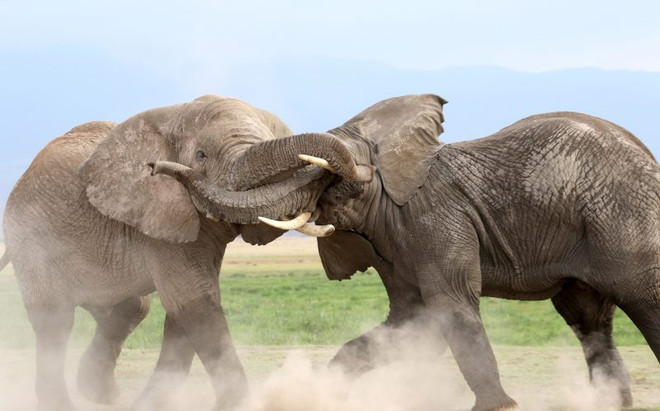 Màn tỉ thí tranh giành lãnh thổ đầy quyết liệt của hai con voi ảnh 1