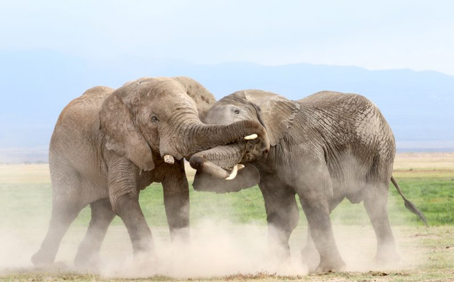 Màn tỉ thí tranh giành lãnh thổ đầy quyết liệt của hai con voi ảnh 3