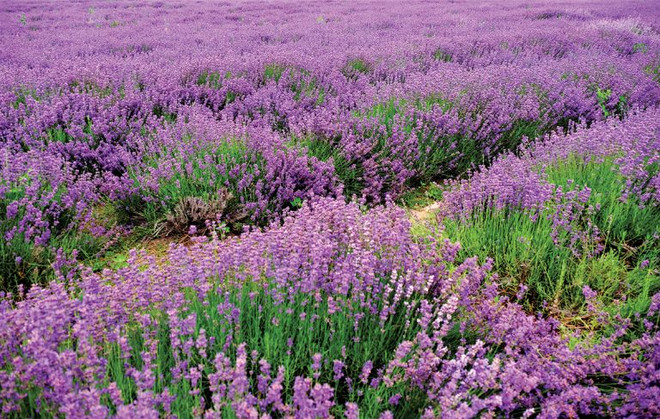 Tân Cương - vẻ đẹp mê hoặc của thiên đường chốn trần gian ảnh 5