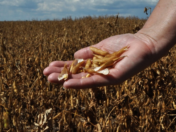 Brazil khó trở thành nước sản xuất đậu tương lớn nhất ảnh 1