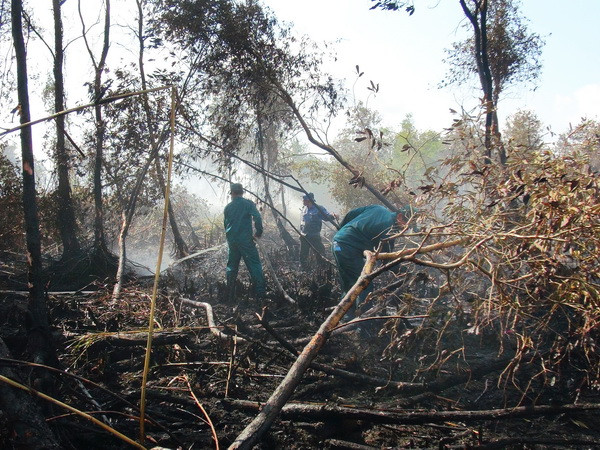 Thông tin cháy lớn rừng tràm U Minh Hạ là không chính xác ảnh 1