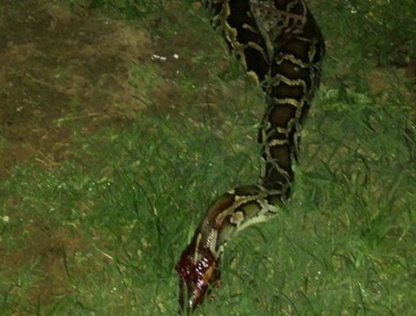 Hai cha con dùng súng bắn hạ con trăn khổng lồ dài 4,2m ảnh 2