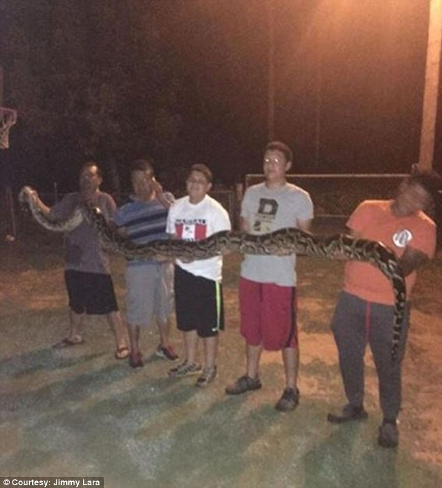 Hai cha con dùng súng bắn hạ con trăn khổng lồ dài 4,2m ảnh 1