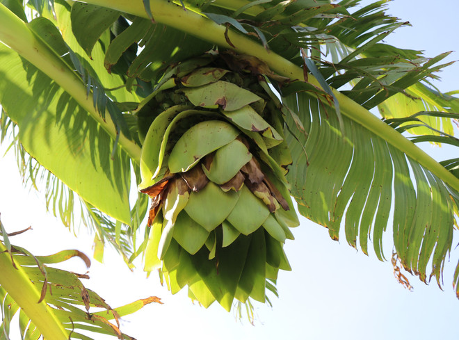 Chuối hột mồ côi Phước Bình - biệt dược của bà con Raglai Ninh Thuận ảnh 1