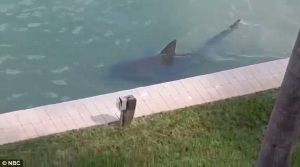 [Video] Người dân hốt hoảng khi thấy cá mập bơi ngay gần nhà ảnh 1