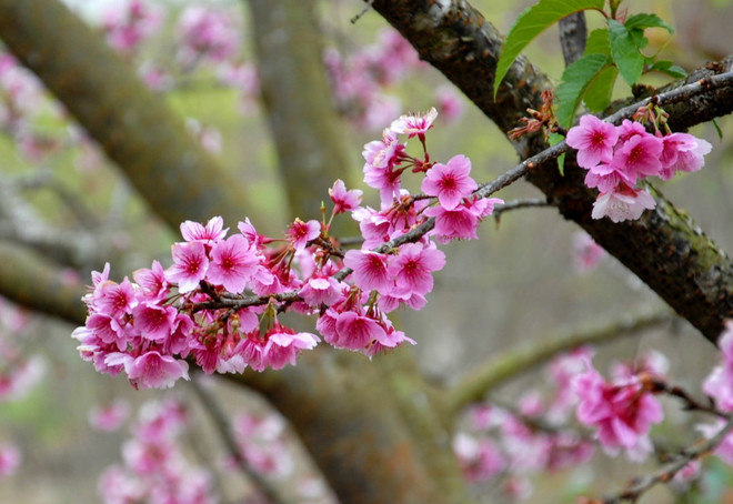 Các nghệ sỹ nổi tiếng tham gia Lễ hội hoa anh đào Hạ Long ảnh 1