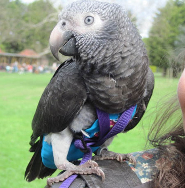 Chú vẹt tấn công kẻ cướp, giải cứu người chủ thành công ảnh 1